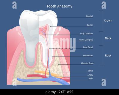 Zahnanatomie-Infografik. Zähne anatomische Struktur, Zahnteile Zahnerziehung Diagramm Poster Dentinschmelz Nervenwurzel im Zahnfleischknochen Mundhöhle, Swanky Vektor Illustration Stock Vektor