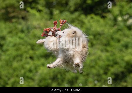 Isländische Schäferhund, FCI anerkannt Hunderasse aus Island Stockfoto