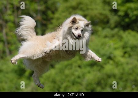 Isländische Schäferhund, FCI anerkannt Hunderasse aus Island Stockfoto