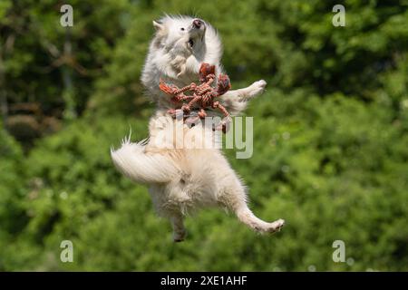 Isländische Schäferhund, FCI anerkannt Hunderasse aus Island Stockfoto