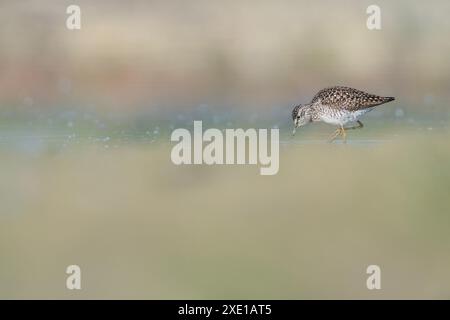 Jagd in den Feuchtgebieten, Porträt der Holzsandpiper (Tringa glareola) Stockfoto