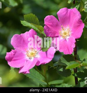 Eine rosa Blüten einer wilden Rose im Frühling Stockfoto