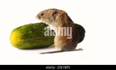 Mäuse beschädigen Gemüse in Gemüselagern stark Stockfoto