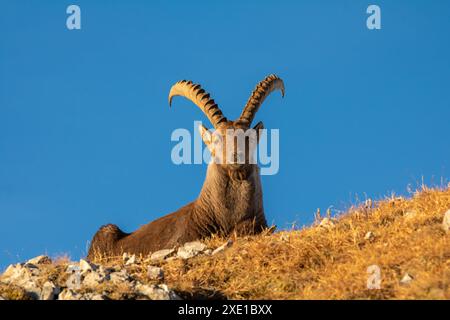 Alpensteinböcke genießen die letzten Sonnenstrahlen in den Lechtaler Alpen hoch oben auf dem Steinjoch. Kurz nach dem ersten Snapshot Stockfoto