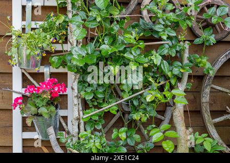 Dekorative Holzwand in einem Garten mit Blumen und Pflanzen Stockfoto