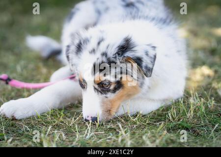 Der junge australische Schäferhund ruht auf dem Gras im Garten. Verspielter blauer merle australischer Schäferhund im Sommer. Stockfoto