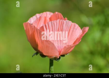 Mohnblume im Blumenbeet Stockfoto