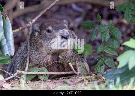 Groundhog (Marmota monax) - Brevard, North Carolina, USA Stockfoto