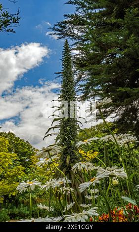 Pinienkiefer „Echium pininana“ Stockfoto