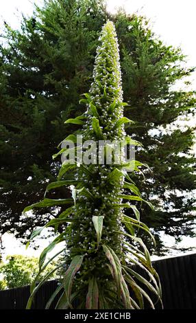 Pinienkiefer „Echium pininana“ Stockfoto