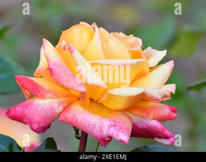 Schöne große rosa und gelbe Rose auf einem Busch Stockfoto