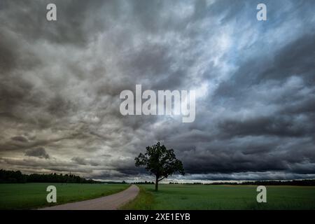 Eine schöne grüne Eiche in einem Feld von strukturierten Wolken, eine Kurve in der Straße. Stockfoto