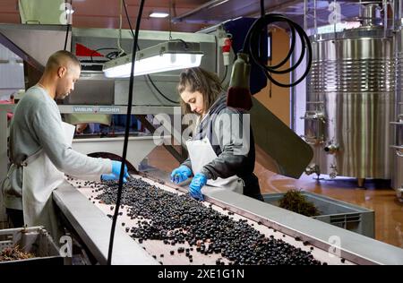 Auswahl, Wine Cellar, Weingut Dinastia Vivanco, Briones, La Rioja, Spanien, Europa Stockfoto