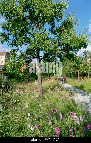 Comenius Garten, kleiner, ruhiger öffentlicher Garten mit Bäumen, Sträuchern und Blumenrabatten in Rixdord, Berlin-Neukölln, Comenius Garten, kleiner, ruhiger öffentlicher Garten mit Bäumen, Sträuchern und Blumenrabatten in Rixdord, Berlin-Neukölln, *** Comenius Garten, kleiner, ruhiger öffentlicher Garten mit Bäumen, Sträuchern und Blumenrändern in Rixdord, Berlin Neukölln, Comenius Garten, klein, Comenius Garten, Comenius Garten, klein, Comenius Garten ruhiger öffentlicher Garten mit Bäumen, Sträuchern und Blumenrändern in Rixdord, Berlin Neukölln, Stockfoto