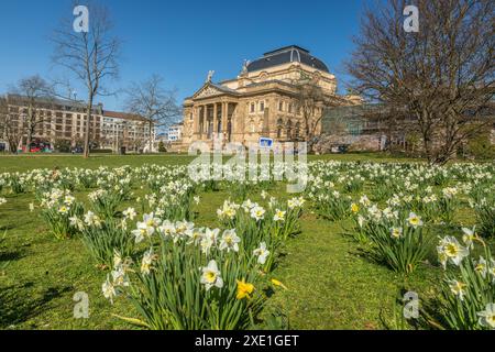Geographie / Reise, Deutschland, Hessen, Narzissen-Wiese vor dem Staatstheater, Wiesbaden, ADDITIONAL-RIGHTS-CLEARANCE-INFO-NOT-AVAILABLE Stockfoto