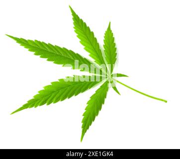 Grünes frisches Hanfblatt, großes frisches Bio-Hanfblatt, Marihuana, isoliert auf weißem Hintergrund. Stockfoto