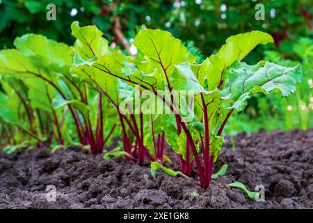 Junge frische Rübenblätter. Rote Beete Pflanzen in einer Reihe aus nächster Nähe Stockfoto