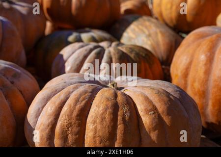 Frische, organische Kürbisse in verschiedenen Größen, Farben und Texturen Stockfoto