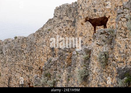 Bergziegen auf steilen Klippen oder Steinmauern. Stockfoto