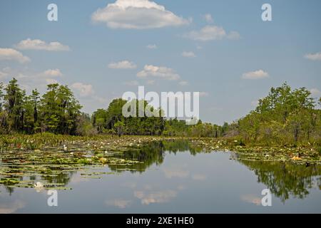 Sumpflandschaft im Okefenokee National Wildlife Refuge in Georgia Stockfoto