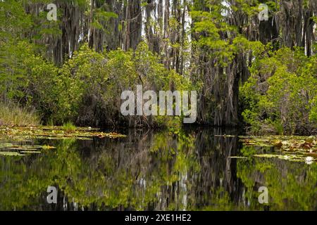 Sumpflandschaft im Okefenokee National Wildlife Refuge in Georgia Stockfoto