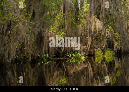 Sumpflandschaft im Okefenokee National Wildlife Refuge in Georgia Stockfoto