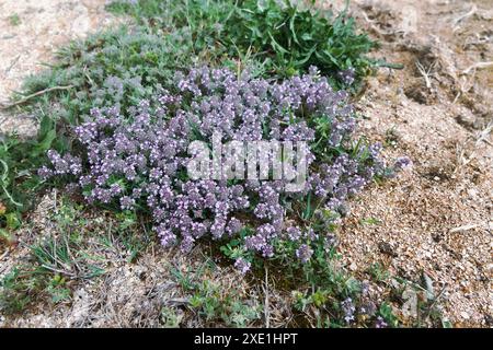 Kriechender Thymian (Thymus serpyllum) Stockfoto