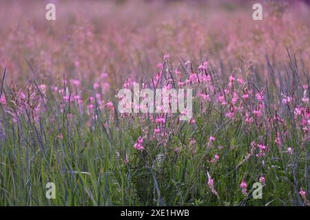 Onobrychis viciifolia - wilde Hülsenfrüchte mit kleinen rosa Blüten Stockfoto