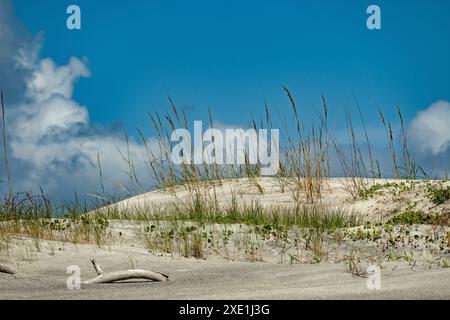 Sanddünen auf Anastasia Island in Florida Stockfoto