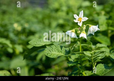 Blühende Kartoffel. Kartoffelblüten blühen im Sonnenlicht wachsen in der Pflanze. Stockfoto