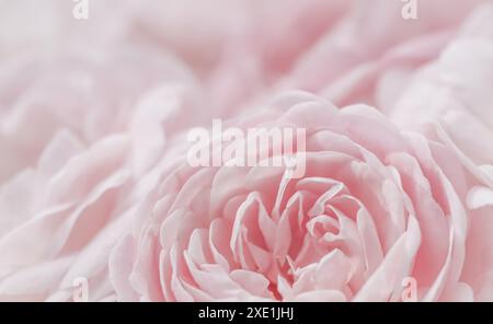 Blassrosa Rosen. Weichzeichner. Makroblumen Hintergrund für Feiertagsgestaltung. Stockfoto