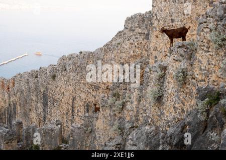 Bergziegen auf steilen Klippen oder Steinmauern. Stockfoto
