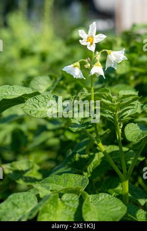 Blühende Kartoffel. Kartoffelblüten blühen im Sonnenlicht wachsen in der Pflanze. Stockfoto