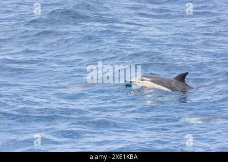 Ein Delfin schwimmt im Ozean mit einem blauen Gegenstand im Mund Stockfoto