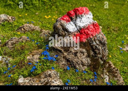 Wanderweg-Marker inmitten blühender Enzianpflanzen. Wanderung auf dem Almenweg durch das Salzburgerland, Großarl, Salzburg, Österreich Stockfoto