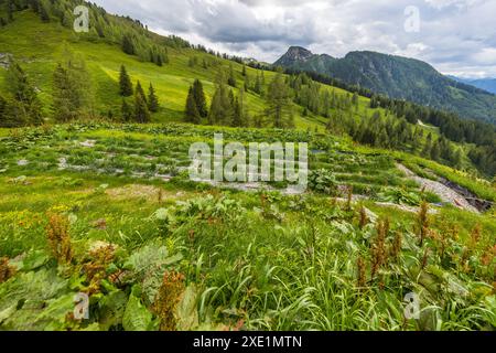 Vollständig biologisch gebautes Feuchtgebiet auf der Loosbühelalm. Wanderung auf dem Almenweg durch das Salzburgerland, Großarl, Salzburg, Österreich Stockfoto