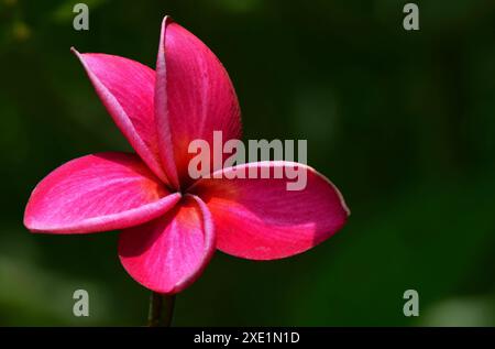 Lila Plumeria frangipani Blume Stockfoto