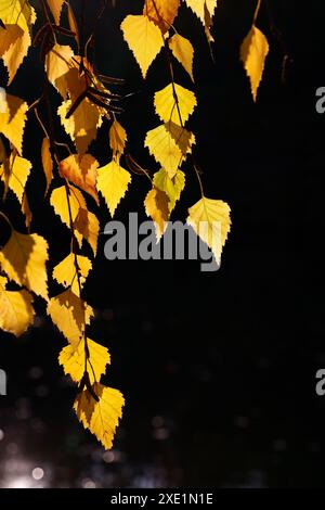 Herbstlich orange farbene Birkenblätter Stockfoto