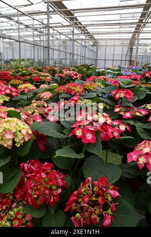 Rosa Hortensie hortensia Blüten im Gewächshaus Stockfoto