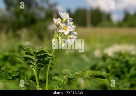 Blühende Kartoffel. Kartoffelblüten blühen im Sonnenlicht wachsen in der Pflanze. Stockfoto