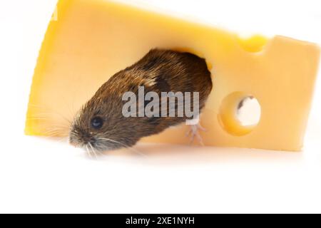 Vole knabbert Käse mit Löchern, isoliert auf weißem Hintergrund Stockfoto