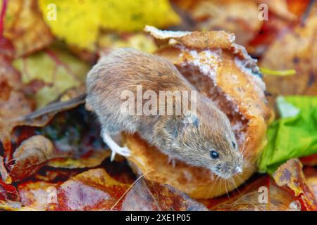 Voles ernähren sich von Äpfeln im Garten Stockfoto