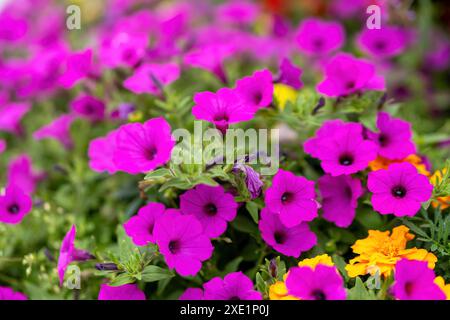 Blühende violette Petunien im Sommer Stockfoto