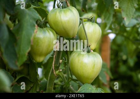 Viele grüne Tomaten auf einem Busch in einem Gewächshaus Stockfoto