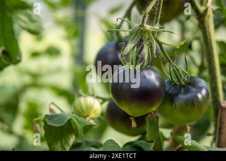 Viele grüne Tomaten auf einem Busch in einem Gewächshaus Stockfoto