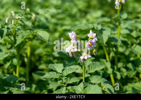 Blühende Kartoffel. Kartoffelblüten blühen im Sonnenlicht wachsen in der Pflanze. Stockfoto