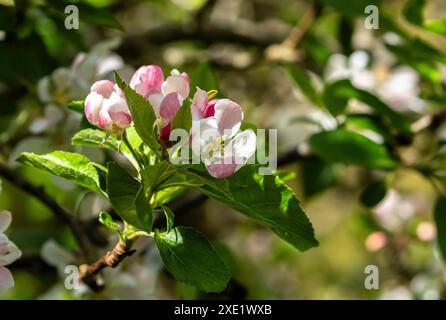 Apfelblüte aus nächster Nähe. Die Knospen haben sich gerade geöffnet. (Malus domestica). Stockfoto