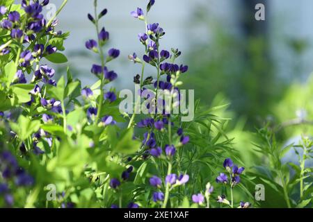 Nahaufnahme einer Carpenter Bee, die im Frühjahr Pollen aus einer False Blue Indigo-Blume sammelt, mit selektivem Fokus Stockfoto
