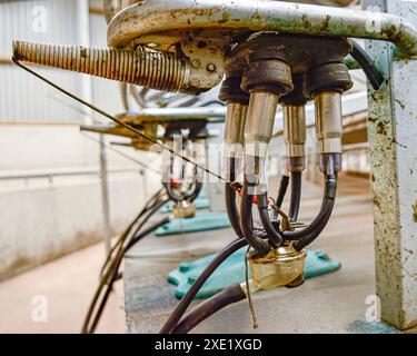 Cluster im Rotationsmelkstand Stockfoto