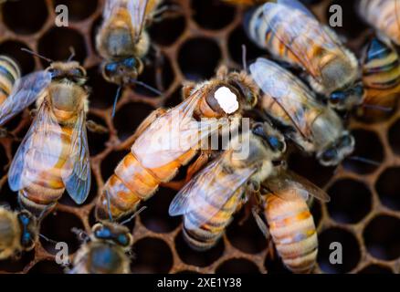 Königin Honigbiene, die weiß auf einem Rahmen markiert ist Stockfoto